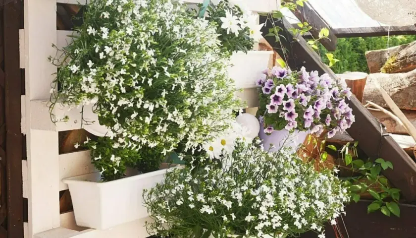 Jakie kwiaty do kwietnika z palet - najlepsze rośliny na balkon